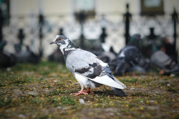 pigeon on the ground