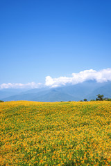 Obraz premium Beautiful orange daylily flower farm on Liushidan mountain (Sixty Rock Mountain) with blue sky and cloud in Taiwan Hualien Fuli, close up, copy space