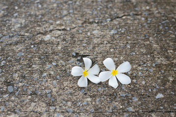 The white flowers are placed together on a concrete road with sp