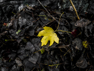 Lonely leaf