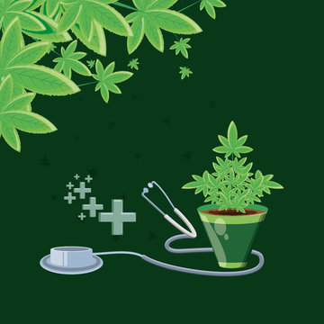 medicine cannabis in pot plant