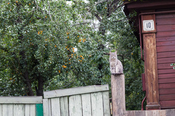 The cat is sitting on a wooden fence on the background of an old wooden village house. Illustration of a calm country life