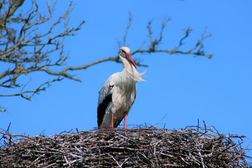 white stork in the nest