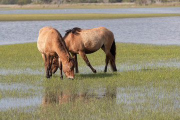 Wild Horses on the Rachel Carson Reserve of the Coast near Beaufort, North Carolina