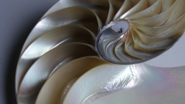 shell nautilus pearl Fibonacci sequence symmetry cross section spiral structure golden ratio background mollusk (nautilus pompilius) copy space half split stock, footage folm clip video 