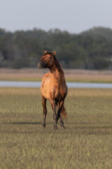 Wild Horses on the Rachel Carson Reserve of the Coast near Beaufort, North Carolina