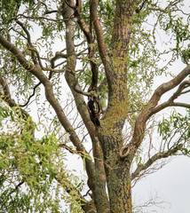 Buntspecht am Baum