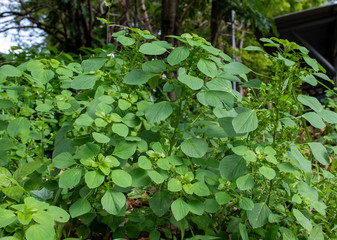 indian acalypha or indian nettle or indian copperleaf or tree-seeded mercury or Acalypha indica is erect annual herb. they have cup shaped involucre and small flowers in catkin like inflorescence..