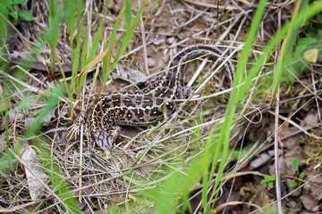 männliche Zauneidechse im Gras versteckt