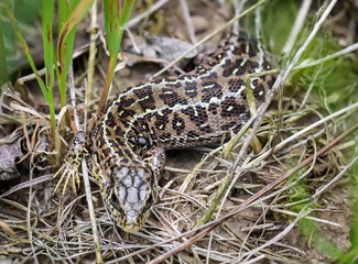 männliche Zauneidechse im Gras versteckt