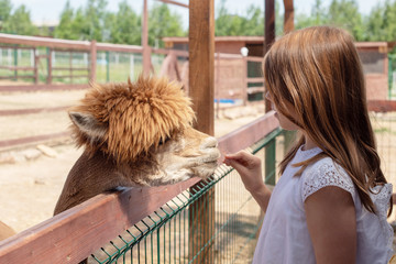 little girl and alpacas on the Alpaca farm © klavdiyav