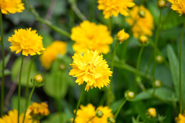 fleurs jaunes