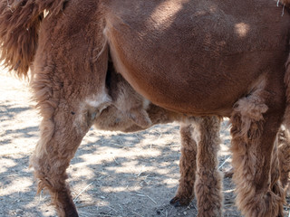 baby Alpaca sucks milk from mom Alpaca