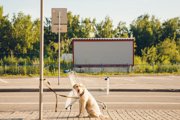 Alone labrador dog is tied with leash to post on park all over supermarket store. Concept owner...