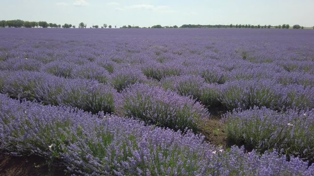 Blossoming lavender field in summer time.