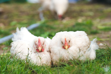 Two chicken chickens sleeping on the grass