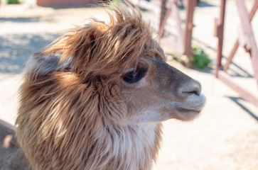 Fototapeta premium close up portrait of cute brown Alpaca