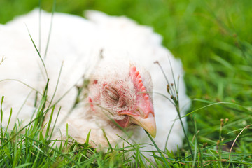Chicken is sleeping on the truck
