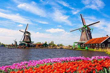 Dutch typical landscape. Traditional old dutch windmills with house, blue sky near river with tulips flowers flowerbed in the Zaanse Schans village, Netherlands. Famous tourism place.