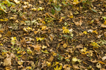 Autumn forest. Faded fallen leaves and brown acorns on ground. Nature wallpaper.