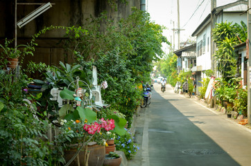 Fototapeta na wymiar urban nature oasis in city of bangkok during daytime