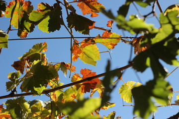 drying orange and read autumn coloured, turning grape leaves on an old climbing grape vine on a farm in rural New South Wales, Australia