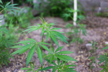A cannabis plant, a marijuana bush in the countryside.