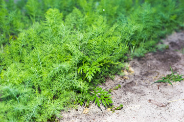 Rows of young dill in the garden