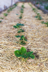Mulching strawberries in the garden