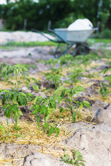 Young mulched tomatoes on the garden in sandy soil
