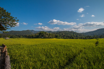 Fototapeta premium Rice terraces in Thailand