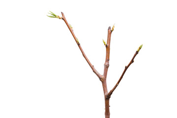 Young pear tree isolated on white background
