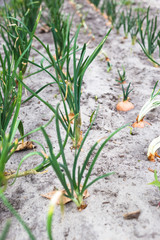 Obraz premium Young green onions in sandy soil.
