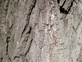 tree bark texture