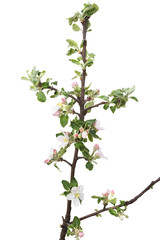 Young apple tree isolated on white background.