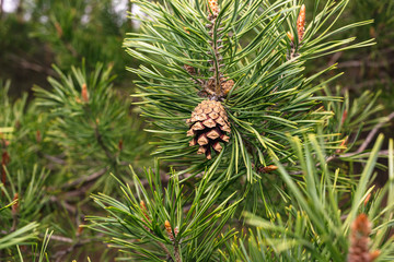 Pine cone on a branch