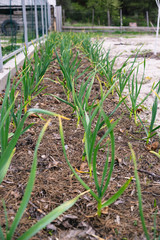 Obraz premium Young garlic in the garden mulching needles with cones
