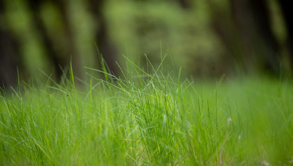 Green grass in forest
