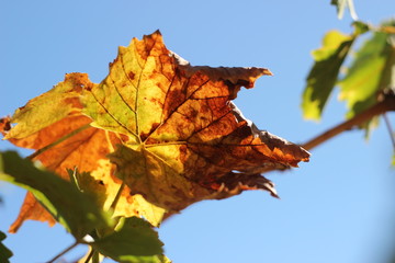 drying orange and read autumn coloured, turning grape leaves on an old climbing grape vine on a farm in rural New South Wales, Australia