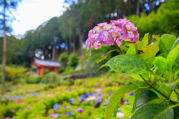 お寺の鮮やかなアジサイ