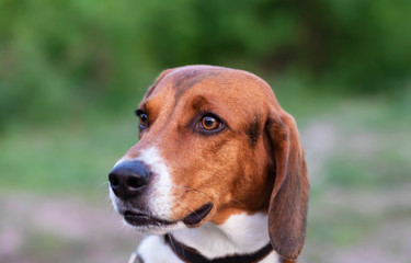 Portrait of a hunting dog on a walk close-up.