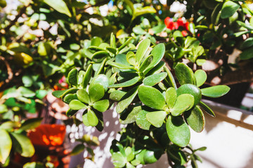 Green succulent plant in the garden