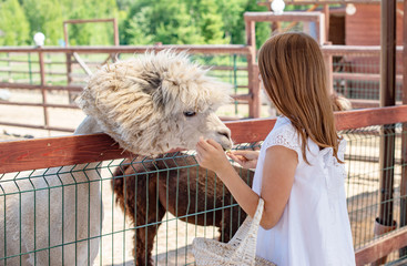 little girl and alpacas on the Alpaca farm © klavdiyav