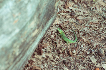 A green lizard crawling on dry needles near a fallen tree. Lacerta agilis