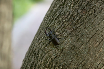 Deer beetle crawling on the bark of a tree in a city park.
