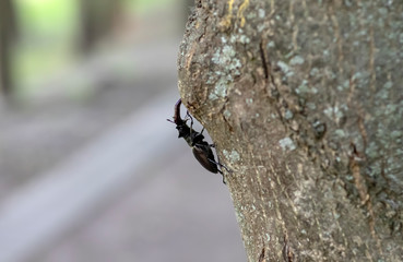 Deer beetle crawling on the bark of a tree in a city park.