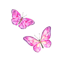 Pink butterfly set isolated on white background. Hand drawn watercolor illustration.