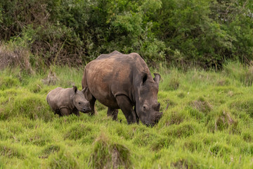 Fototapeta premium White rhinoceros (Ceratotherium simum) with calf in natural habitat, South Africa