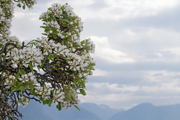Obstblüte am Soggnefjord