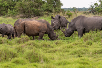 Naklejka na ściany i meble White rhinoceros (Ceratotherium simum) with calf in natural habitat, South Africa